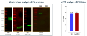 Western Blot Analysis of EV's