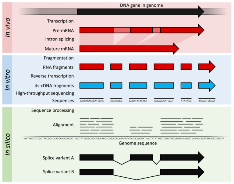 Liquid Biopsy Cancer Screening | ResearchDX